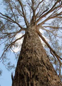 Document tree