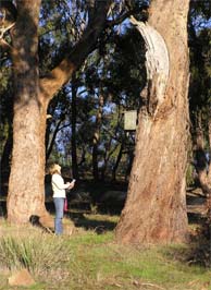 Assessing old trees