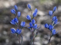 Thelymitra megcalyptra, scented sun orchid THE8081