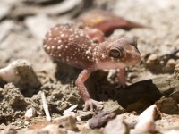Underwoodisaurus milii, Thick-tailed gecko, Barking gecko UDW7793