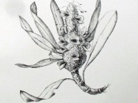 L32-Banksia-1