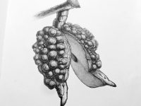 L4-Hakea-decurrens_BW