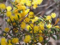 Gold Dust Wattle