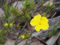 Hibbertia