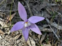 Waxlip Orchid