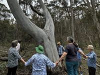 Honouring the Candlebark tree in song