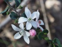 Fairy Wax Flower