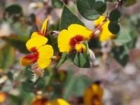 Platy Pea