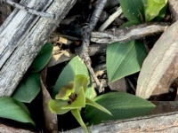 Common Bird Orchid - Chiloglottis valida; Liz Martin