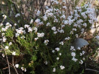 Common Beard-heath, Leucopogon virgatus -Noel Young