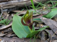 Common Bird orchid, Chiloglottis valida -Noel Young