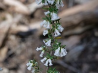 Twin flower Beard, Leucopogon fletcheri-heath-Noel Young