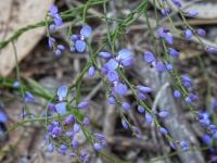 Love Creeper, Comesperma volubile-Noel Young