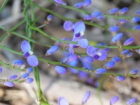 Love Creeper, Comesperma volubile-Noel Young