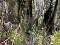 Ferns and moss, Salters Creek Irishtown-Liz Martin