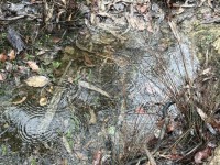 Pools forming, Salters Creek Irishtown-Lisa Hall
