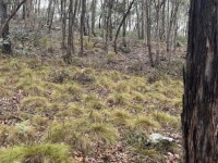 The unburnt side of Salters Creek with beautiful red anther wallaby grass, Irishtown-Lisa Hall
