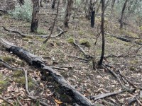 One side of the creek had been burnt and the lack of understory contrasted sharply with the other side, Salters Creek Irishtown-Lisa Hall