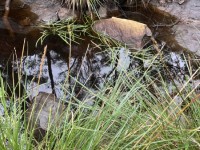 Water ribbons persisting in the pools, Salters Creek, Irishtown-Lisa Hall