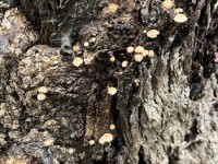 Fungi, Salters Creek Irishtown-Lisa Hall