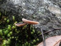 Fungus, Slaters Creek, Irishtown-Euan Moore