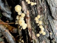 Fungi, Salters Creek Irishtown-Liz Martin