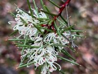 Hakea in flower, Salters Creek, Irishtown-Liz Martin