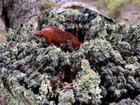 Rain wet lichen, Salters Creek, Irishtown-Liz Martin