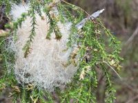 Mystery item, Salters Creek Irishtown-Liz Martin