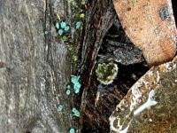 Fungi, Salters Creek, Irishtown-Liz Martin