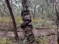 Tree trunk, Salters Creek, Irishtown-Liz Martin