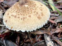 Fungi, Salters Creek, Irishtown-Liz Martin