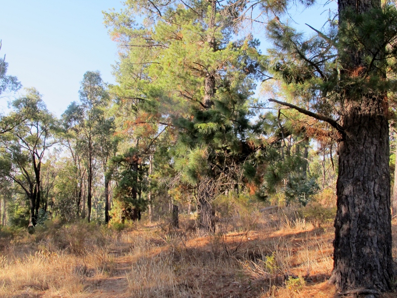 muckleford castlemaine 044 (800x600)