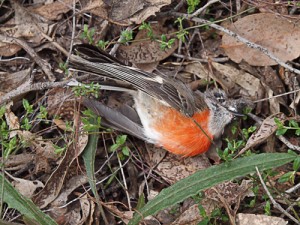 web.fobif-dead-bird