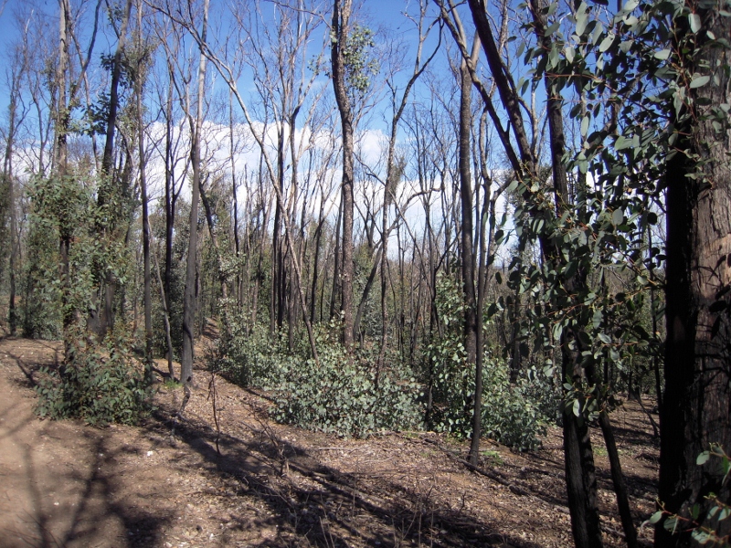 Dalton's Track zone six months after a management burn, 2012: we do not believe that fuel reduction should mean creating a disaster zone.
