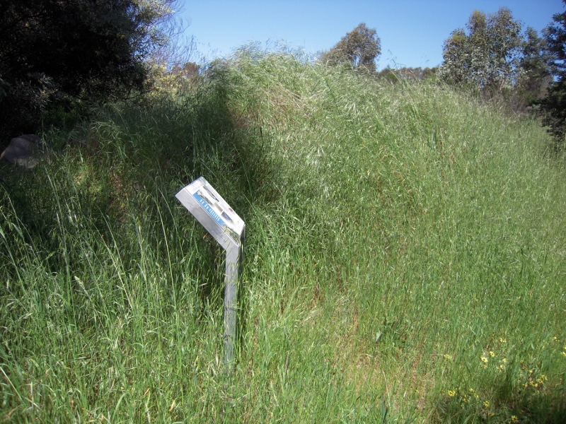 Flammable Widl Oats, Forest Creek track, November 2013. This area was burned in 2011. DEPI's Code says that 'the achievement of the burn aims will be monitored and reported.' If they were, we would have a better idea of how the Department rates its reduction burns.