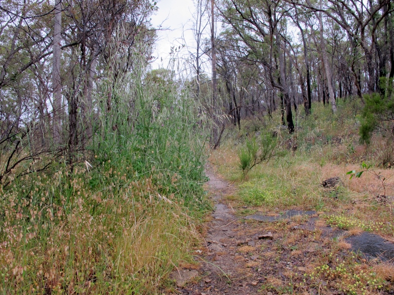Poverty Gully water race, November 12: patches of highly flammable exotic grasses have sprung up in the 2012 fuel reduction zone.