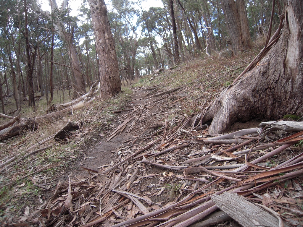 Mount Alexander, west side: illegal mountain bike use on these slopes could cause serious erosion problems