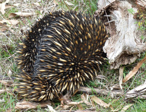 echidna.Mt-Alex-0824