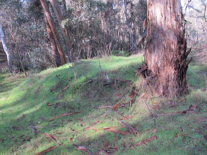 You could pass by and not notice it: but this mound of dirt is a relic of DSE's disastrous 2011 'ecological' burn.