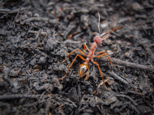 Bullant [genus Myrmecia] exploring a DSE 'control burn' in the Diggings Park, 2010: ants are not only intriguing, they're good for the soil. Photo: John Ellis