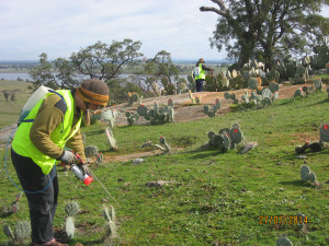 Volunteers-learning-to-inject-Wheel-Cactus-weeds-near-Cairn-Curran.