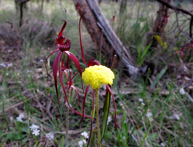 Among the delights on offer to Sunday's walkers: Spider orchid and Billy Buttons.