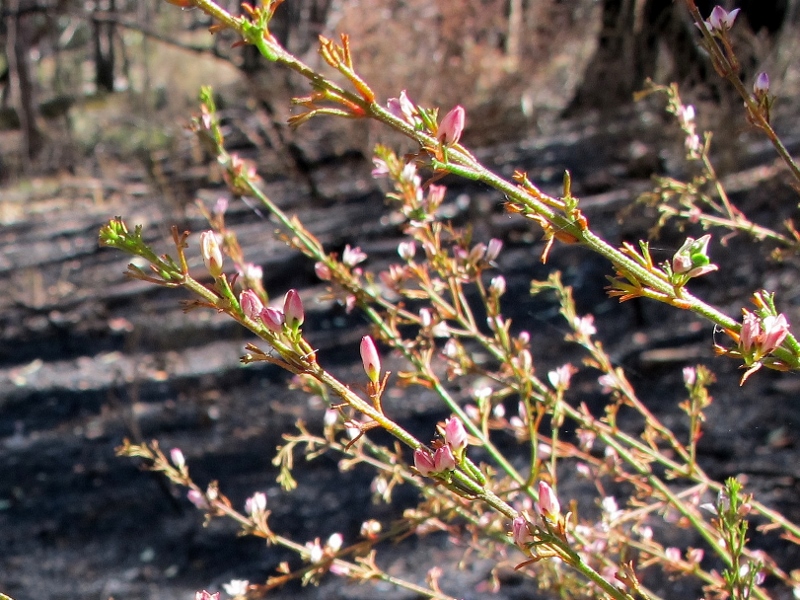 Struggling boronia, Irishtown: few if any of the plants are likely to survive.