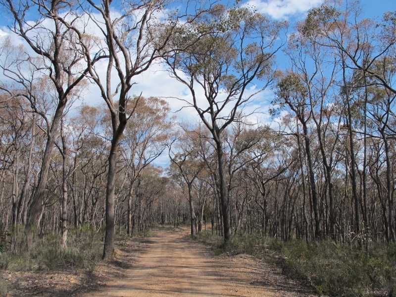 A couple of kilometres down the same track, on the same day: bushland with greater numbers of stringybarks is heavily defoliated. 