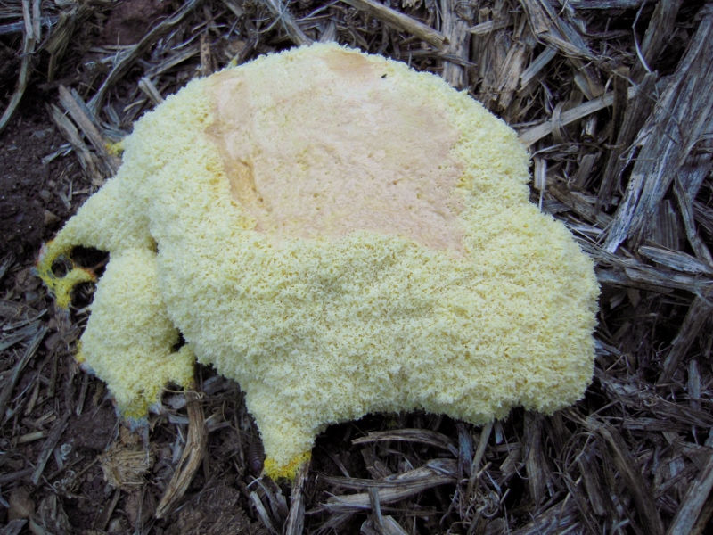Fuligo septica in a Castlemaine garden, February 2012. 'One of the most frequently encountered acellular slime moulds', it rejoices in the common names of 'scrambled eggs', 'dog's vomit',, 'demon's droppings' and 'moon poo.'