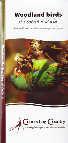 bird-brochure
