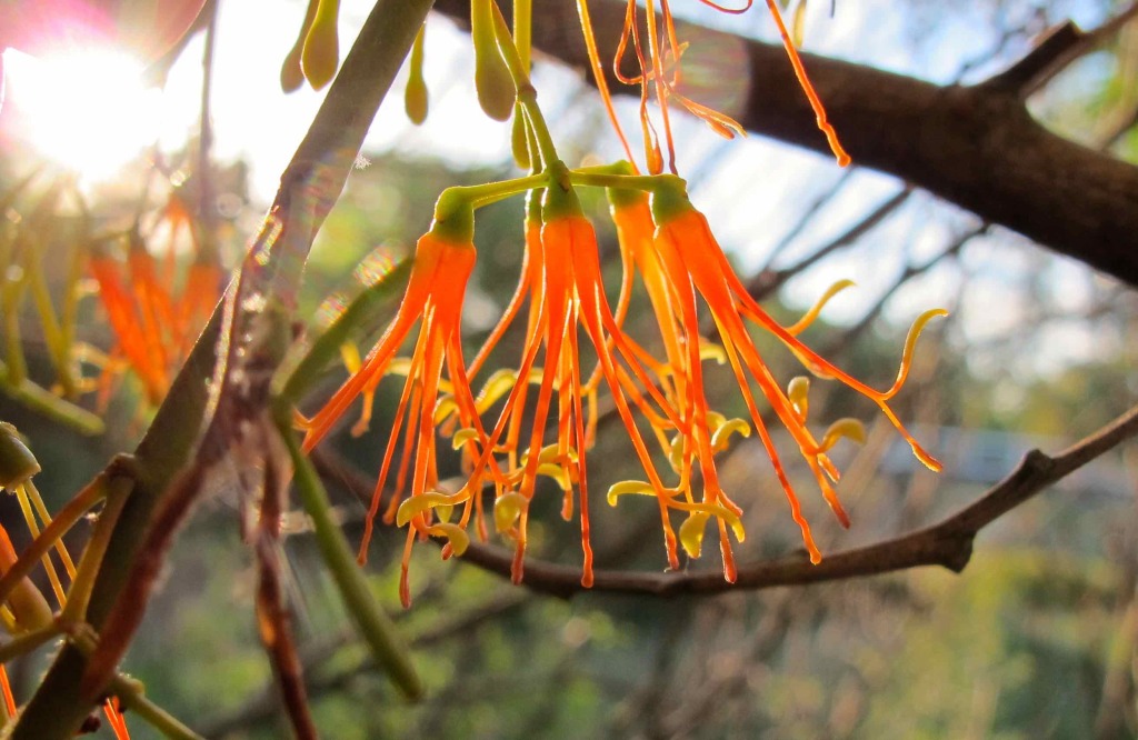 Wiry mistletoe [Amyema preissiae] on wattle along Forest Creek, Castlemaine  town, January 2015