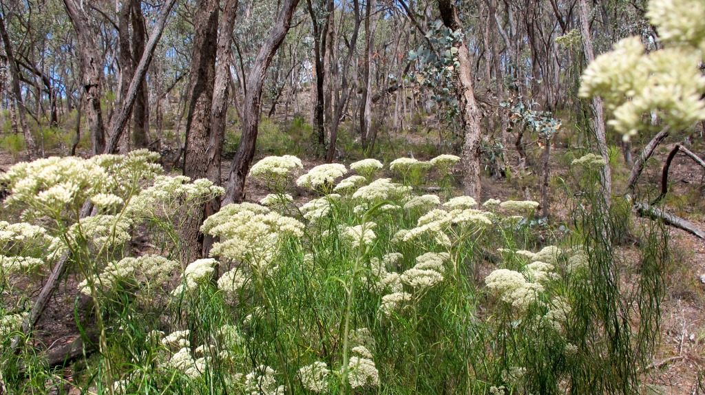 Common Cassinia, Fryers Forest, January 1 2015