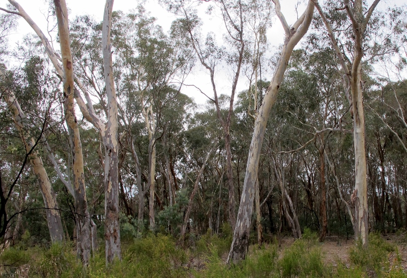 Bushland near proposed Gowar hot rod centre: the question is, how much effect will the proposed development have on wildlife in the State Forest and Nature Conservation Reserve?  And how will it affect the enjoyment of users of this bushland?